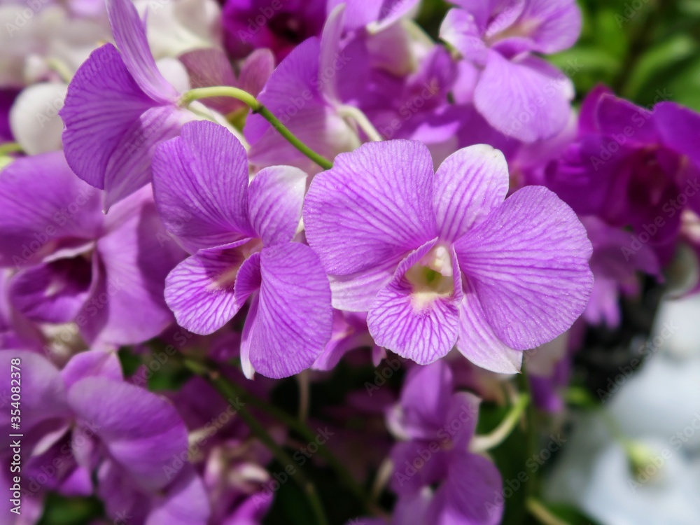 Wanda purple orchids in the garden. Wanda purple orchids in the garden.
