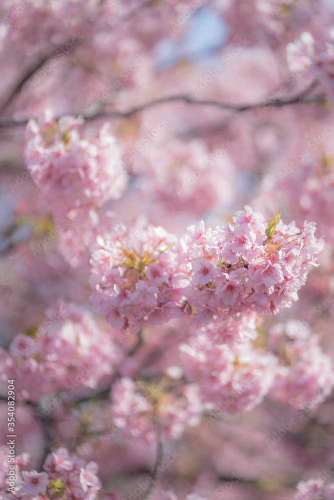 河津桜