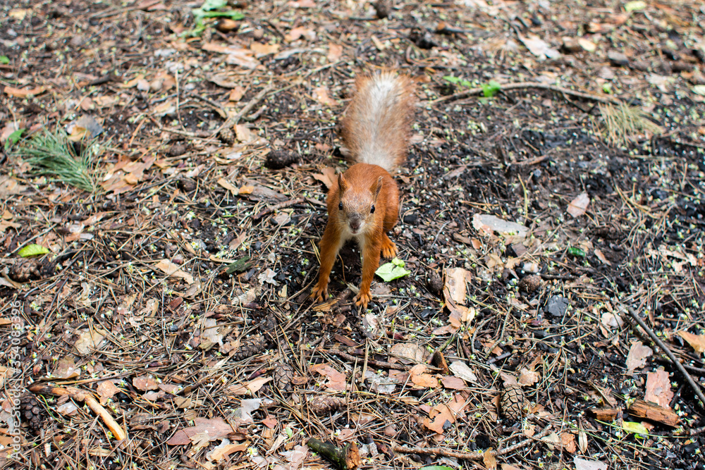 squirrel on the ground in the forest squirrel on the ground in the forest