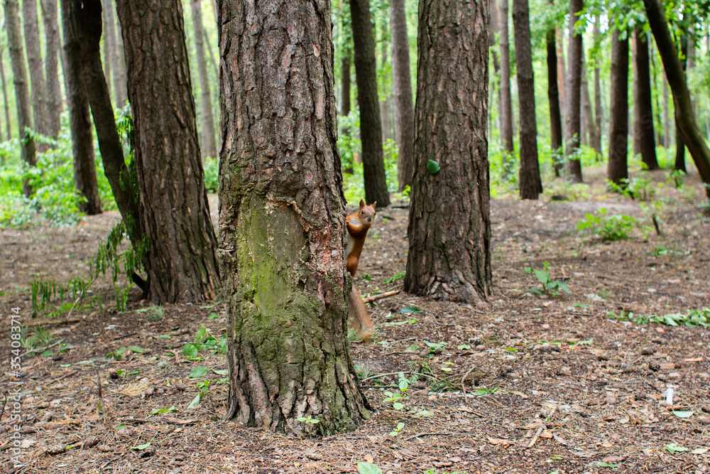 Fototapeta premium squirrel on a pine tree in the forest