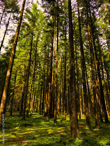 forest in autumn