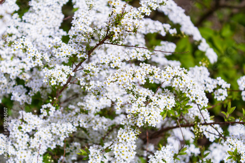 Many small white flowers on the branches. Summerly background.