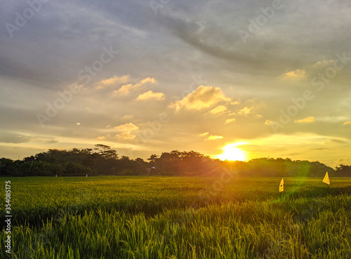 Rice field with sunset in central java
