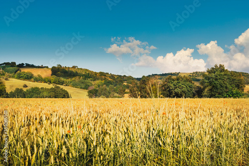 Wheat field in spring, rural landscape at sunset