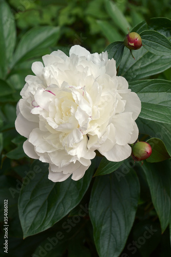 Fototapeta Naklejka Na Ścianę i Meble -  Chinese peony (Paeonia lactiflora). Called White Peony and Common Garden Peony also