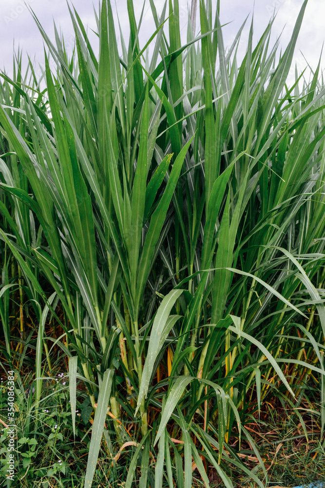Napier grass, green leaves for raising animals. Napier grass, green leaves for raising animals.