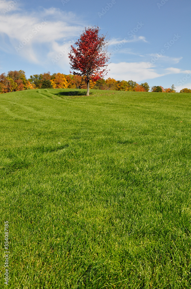 Fototapeta premium Composition of single red maple trees on a hill of green grass. perfect as wallpaper
