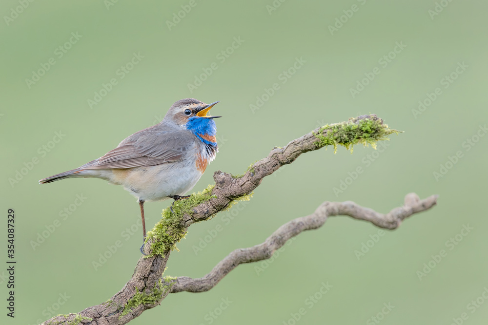 Fototapeta premium The beautiful Bluethroat on branch (Luscinia svecica)