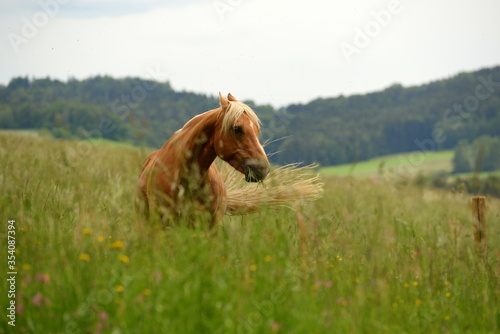Pferdeparadies. Sch  nes Pferd steht frei im hohen Gras