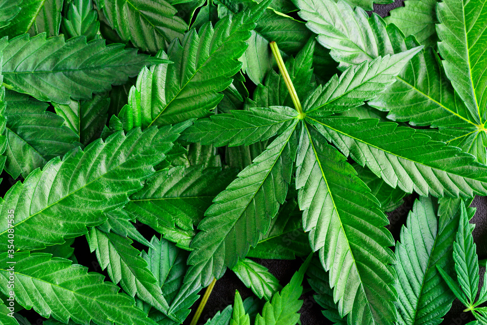 Cannabis is a standoff between a drug and a medicine. Green background of leaves.Close-up young hemp. Medicinal indica with CBD. Cannabis is a standoff between a drug and a medicine. Green background of leaves.Close-up young hemp. Medicinal indica with CBD.