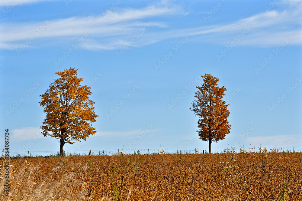 Fototapeta premium Picturesque view of two trees growing on the agricultural field with blue sky at sunny autumn day