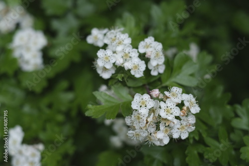 White hawthorn flowers