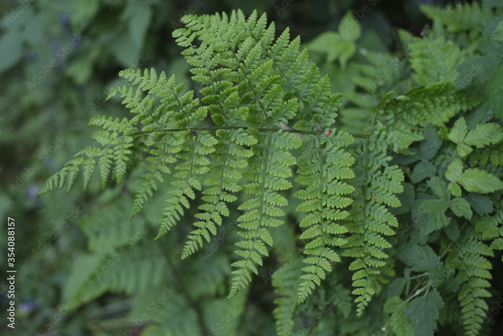Fototapeta premium green fern leaves