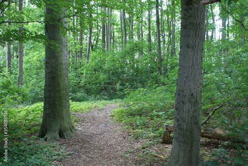 forest - tree - branch - ivy - log - beaver