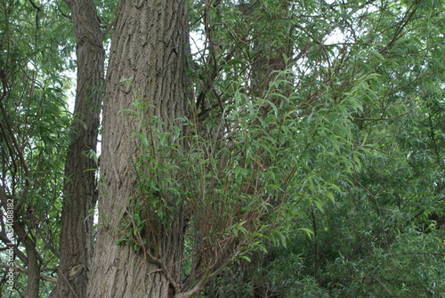 forest - tree - branch - ivy - log - beaver