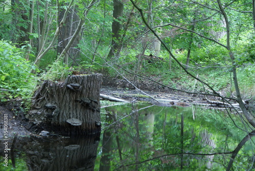 forest - tree - branch - ivy - log - beaver