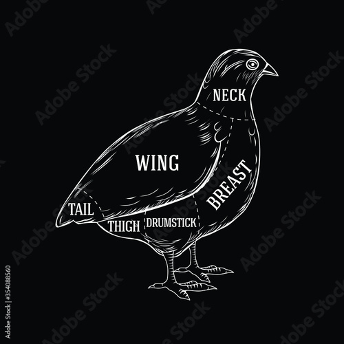 Butchers diagram guide for cutting quail