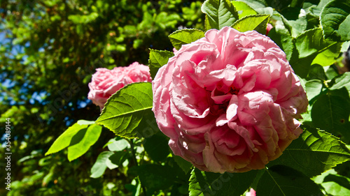 Fototapeta Naklejka Na Ścianę i Meble -  Pink rose in front of cloudy sky. Focus is on the front.