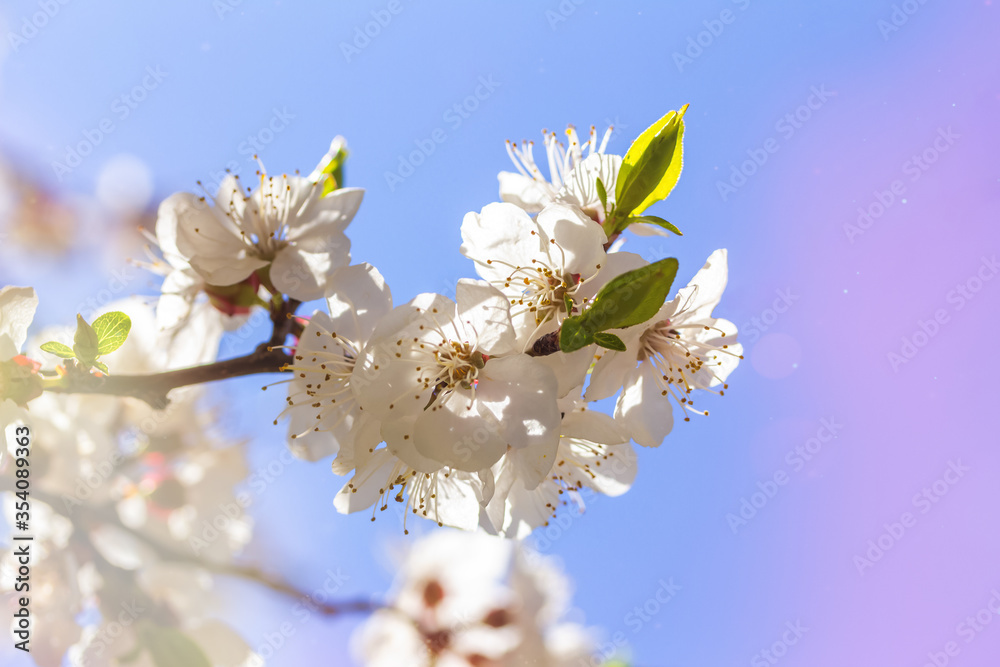 Obraz premium Apricot blossom in april on a transparent spring day in bright sunlight