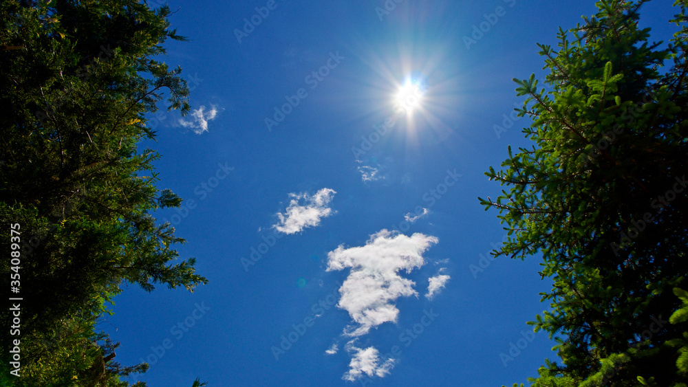 Obraz premium Pine tree leaves in front of daily and cloudy sky