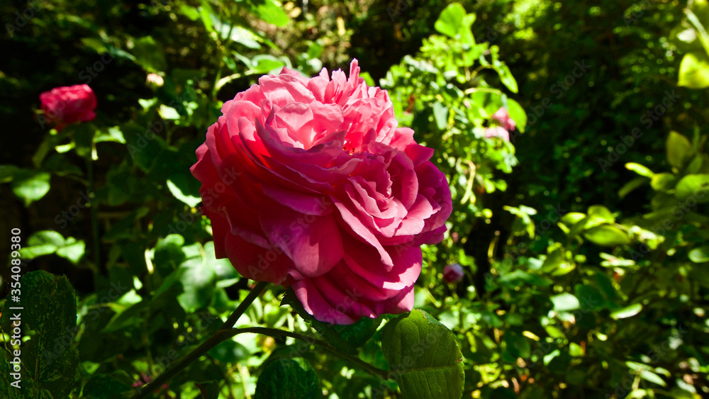 Pink rose in front of cloudy sky. Focus is on the front. Pink rose in front of cloudy sky. Focus is on the front.