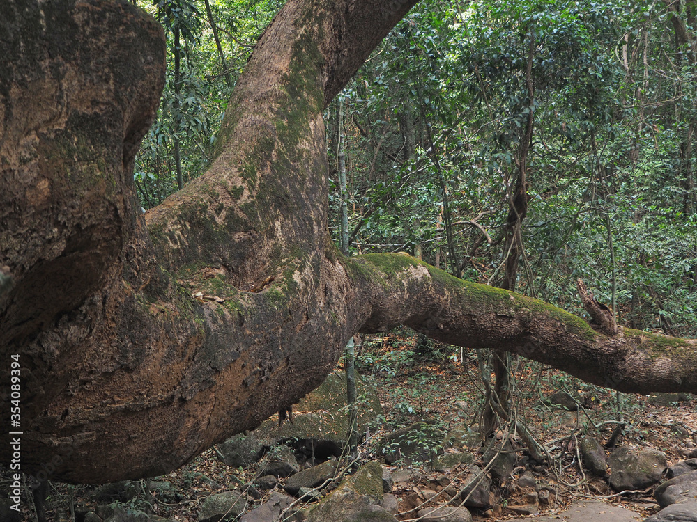 Fototapeta premium close up of a large tree growing in the jungle