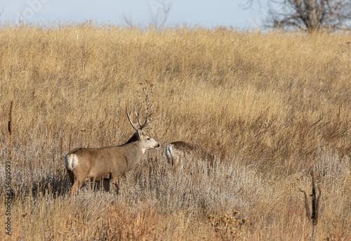 Mule Deer Buck and Doe During the Fall Rut
