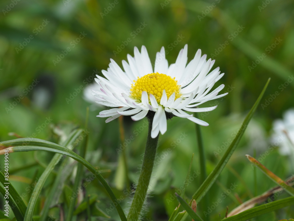 flower Daisy perennial white close up on a green grass background flower Daisy perennial white close up on a green grass background