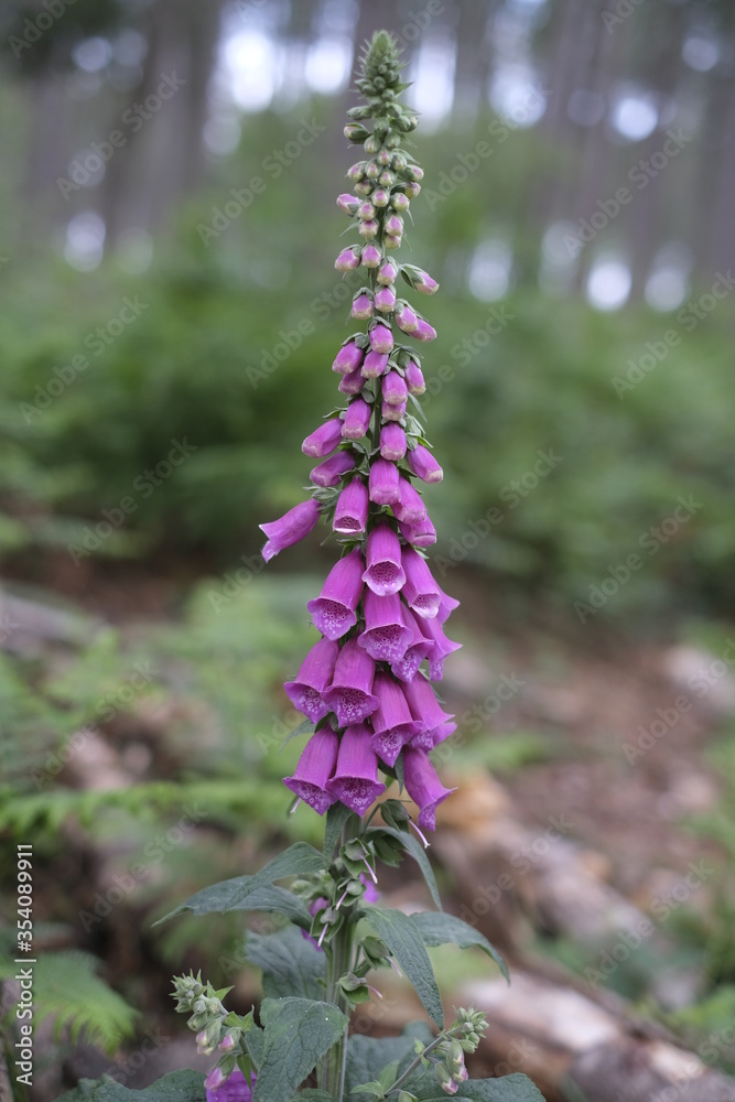 Obraz premium purple foxglove flowers in the forest 