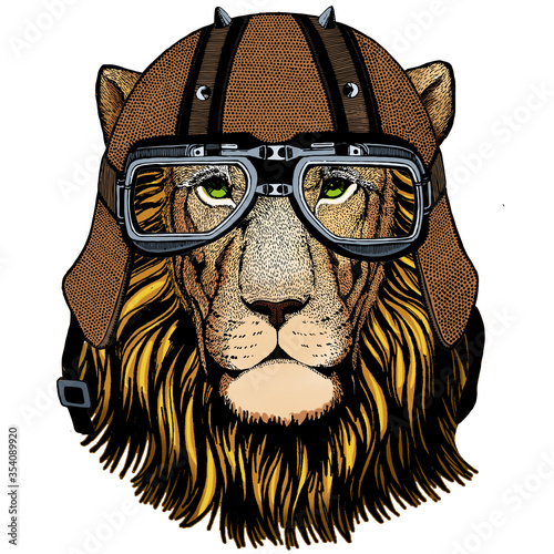 Lion. Wild animal portrait. Face of african cat. Motorcycle helmet.