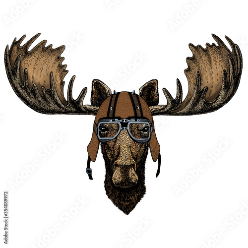 Moose head. Portrait of funny animal. Motorcycle helmet.