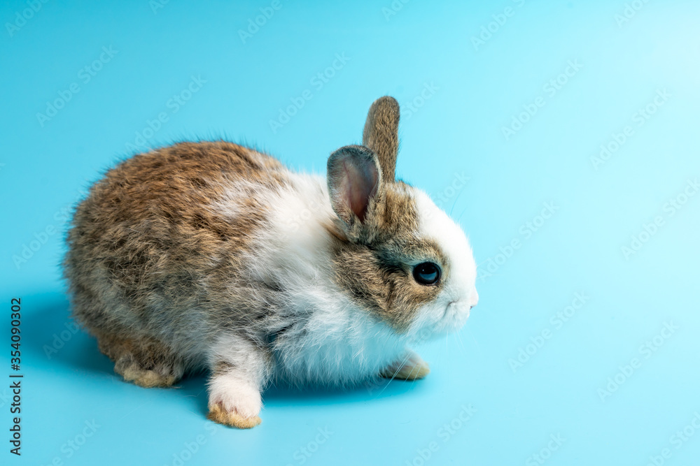 Lovely brown baby rabbit on blue background. Lovely brown baby rabbit on blue background.