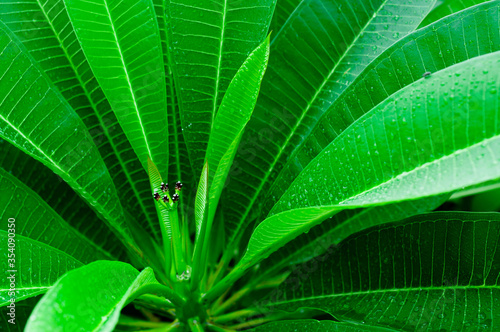 Green leaves and leaf fibers