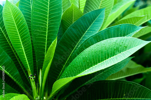 Green leaves and leaf fibers