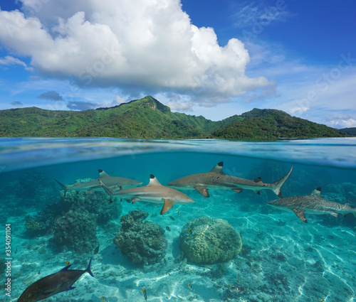 French Polynesia, tropical island seascape with several blacktip reef sharks underwater, split view over and under water surface, Huahine, Pacific ocean, Oceania