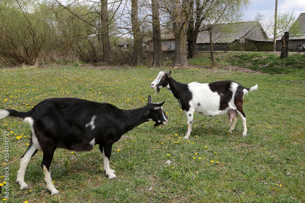 White and black goats in a meadow with green grass and yellow dandelions White and black goats in a meadow with green grass and yellow dandelions