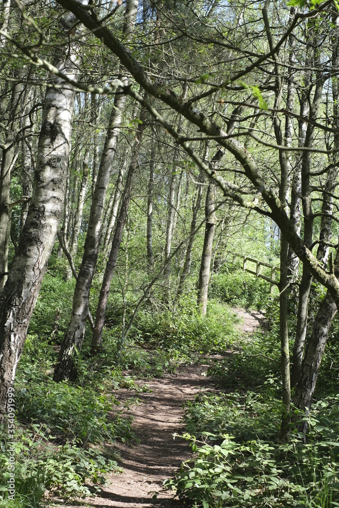 Fototapeta premium path in the forest