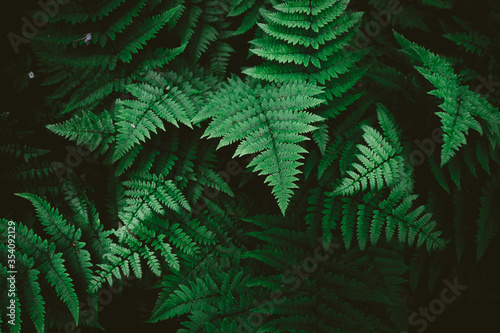 green fern leaves photo