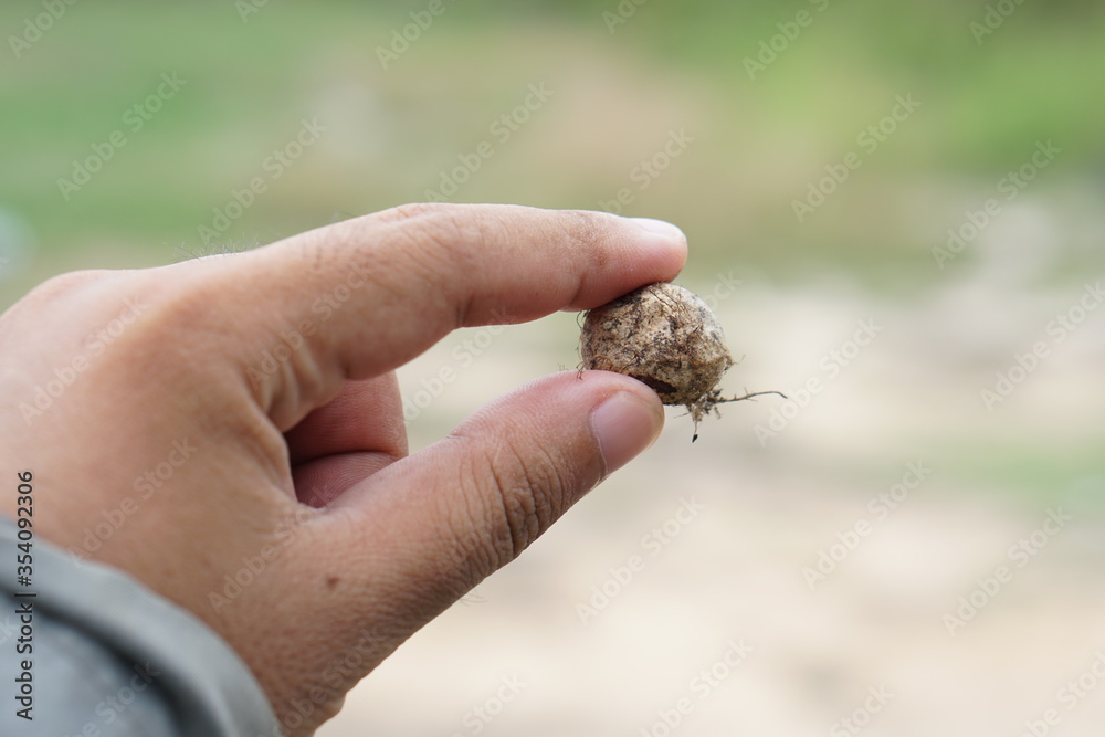 Puff Ball Mushrooms in human hand