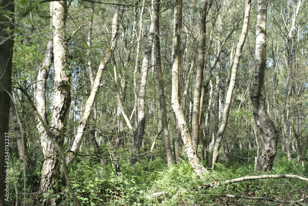 Fototapeta premium Silver birch trees in the forest