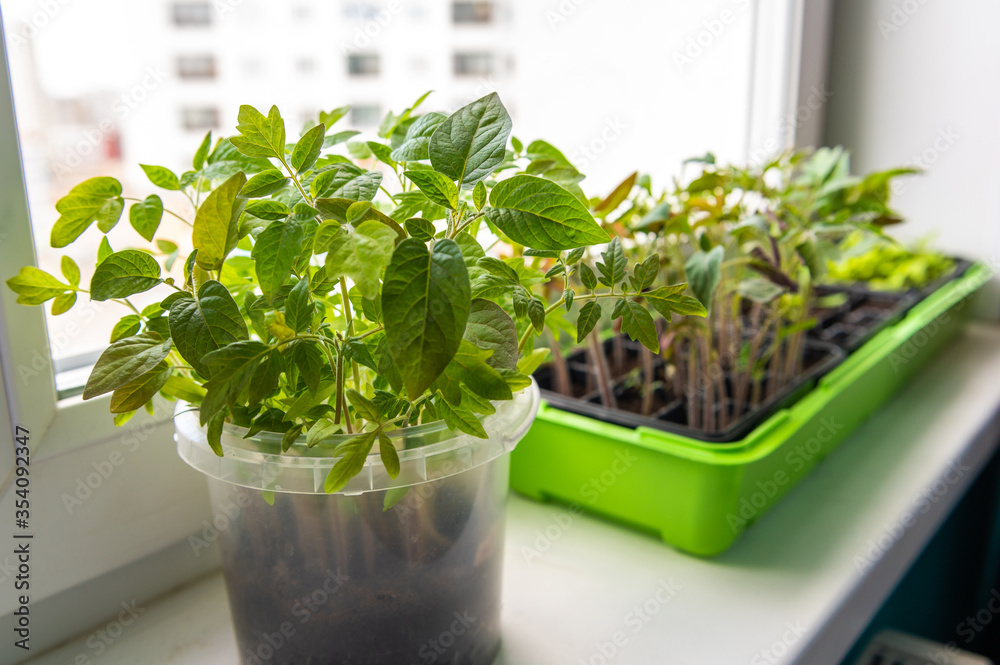 Greens grows on the windowsill of the house Greens grows on the windowsill of the house