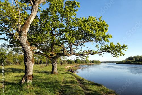 Beautiful oaks on the banks of the Neman River in the Lipichanskaya Pushcha Nature Reserve, Belarus © Nadzeya