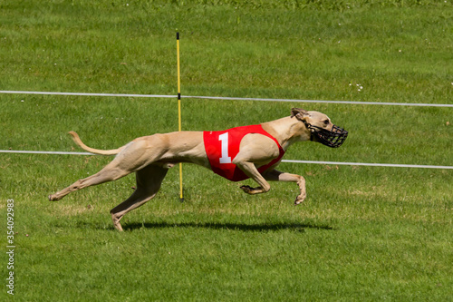 Light colored Greyhound racing wearing number one