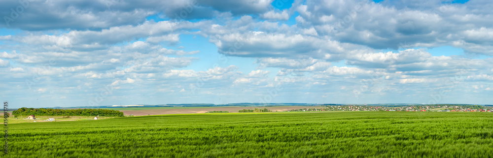 Big panoramic view of Green rye fields on a bright sunny summer day under a cloudy beautiful sky.