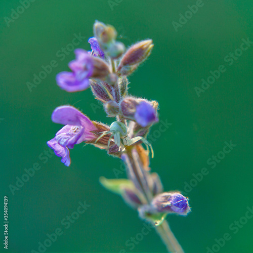 Macro photographie d'une aranea thomisiade femelle blanche sur une fleur violette photo