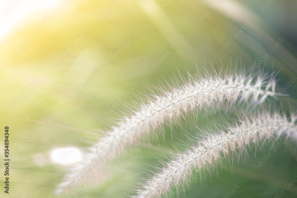 Obraz premium Close-up Grass flowers select focus background