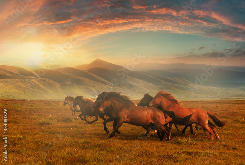Horses at mountain meadows, Kazakhstan, plateau Assy near Almaty photo