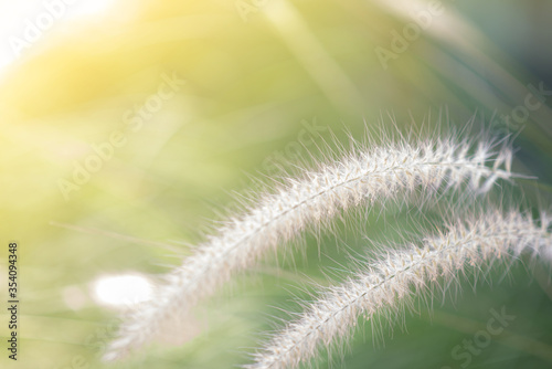 Close-up Grass flowers select focus background