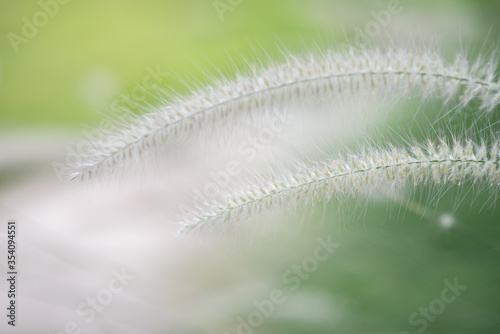 Close-up Grass flowers select focus background