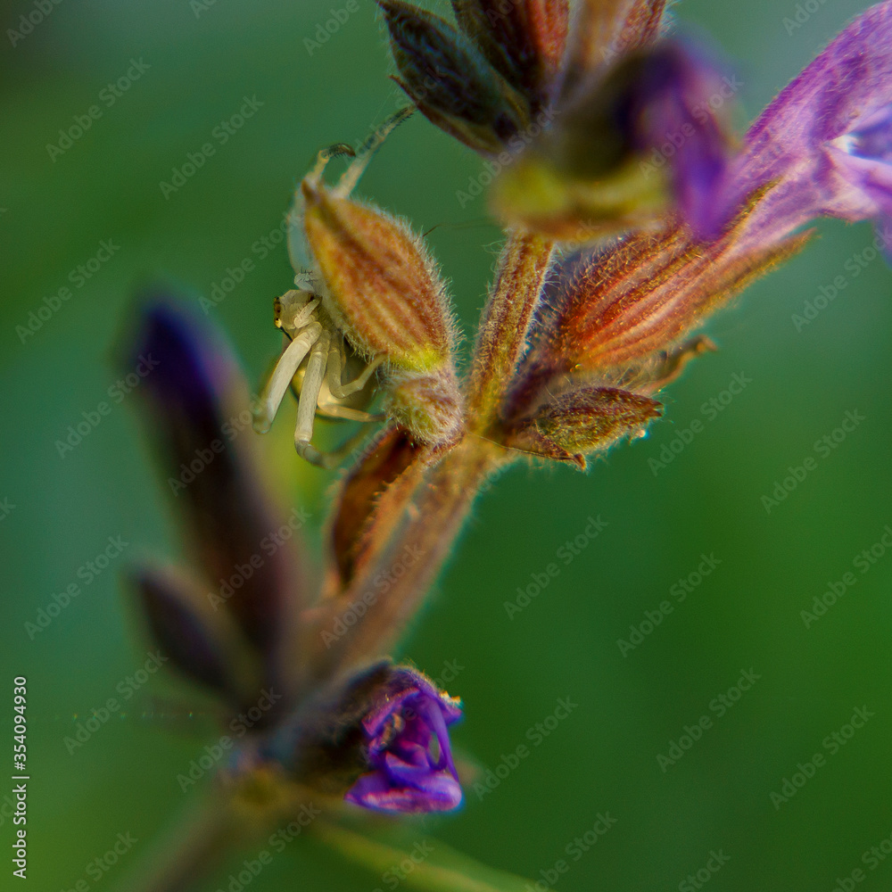 Macro photographie d'une aranea thomisiade femelle blanche sur une fleur violette Macro photographie d'une aranea thomisiade femelle blanche sur une fleur violette